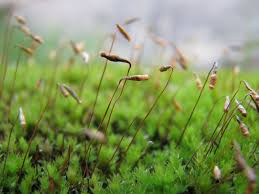 Attēlu rezultāti vaicājumam “Bryum schleicheri”