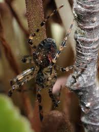 Attēlu rezultāti vaicājumam “Metellina merianae”