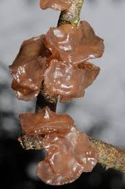 Attēlu rezultāti vaicājumam “Exidia repanda”