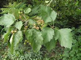 Attēlu rezultāti vaicājumam “Crataegus chrysocarpa”
