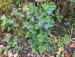 Image result for Veronica chamaedrys