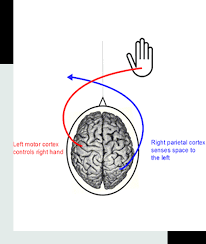 Image result for body midline