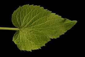 Attēlu rezultāti vaicājumam “Phyteuma spicatum leaf”