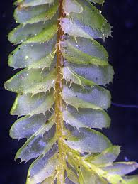 Attēlu rezultāti vaicājumam “Plagiochila porelloides sporophyte”