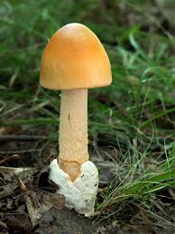 Attēlu rezultāti vaicājumam “Amanita crocea”