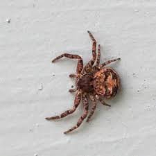 Image result for crab spider