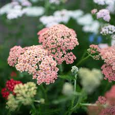 Attēlu rezultāti vaicājumam “Achillea millefolium flower”