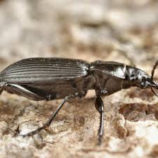 Attēlu rezultāti vaicājumam “Pterostichus niger”