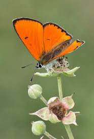 Attēlu rezultāti vaicājumam “Lycaena dispar”