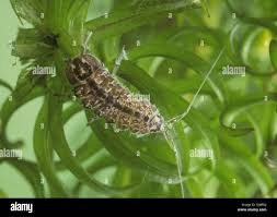 Attēlu rezultāti vaicājumam “Asellus aquaticus”