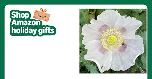 Image result for Papaver somniferum White Cloud