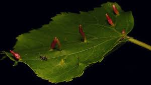 Attēlu rezultāti vaicājumam “Eriophyes tiliae”