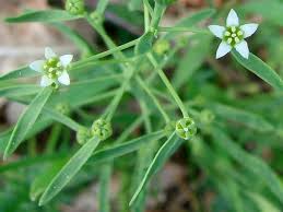 Attēlu rezultāti vaicājumam “Thesium ebracteatum”