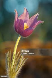 Attēlu rezultāti vaicājumam “Pulsatilla patens bud”