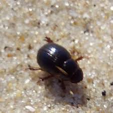 Attēlu rezultāti vaicājumam “Aegialia arenaria”