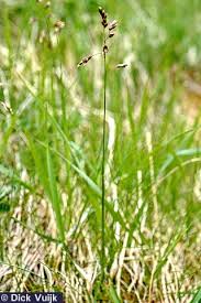 Attēlu rezultāti vaicājumam “Hierochloe odorata”