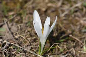 Attēlu rezultāti vaicājumam “Crocus vernus subsp. vernus flower”