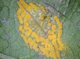 Attēlu rezultāti vaicājumam “Melampsora populnea”