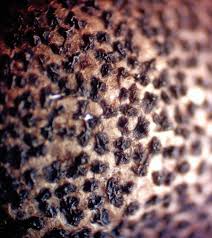 Attēlu rezultāti vaicājumam “Lycogala paraconfusum macro”