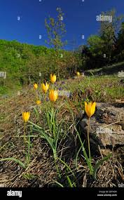 Attēlu rezultāti vaicājumam “Tulipa sylvestris”