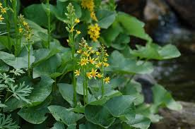 Attēlu rezultāti vaicājumam “Ligularia sibirica flower”