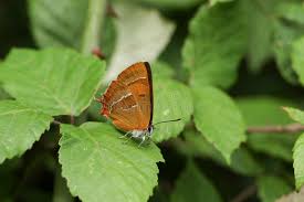 Attēlu rezultāti vaicājumam “Thecla betulae”