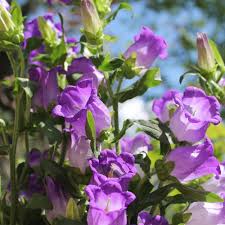 Image result for Marienglockenblumen