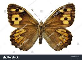 Attēlu rezultāti vaicājumam “Hipparchia semele”