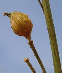 Attēlu rezultāti vaicājumam “Bunias orientalis bud”
