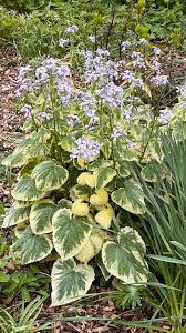 Attēlu rezultāti vaicājumam “Lunaria rediviva flower”