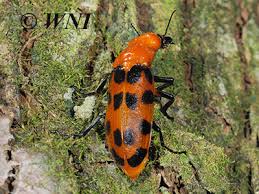 Attēlu rezultāti vaicājumam “Meloidae”