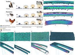 Attēlu rezultāti vaicājumam “Turdus merula eggs”