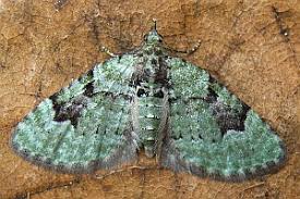 Attēlu rezultāti vaicājumam “Chloroclystis v-ata”