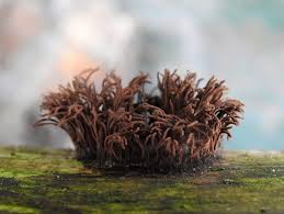 Attēlu rezultāti vaicājumam “Stemonitis sp.”