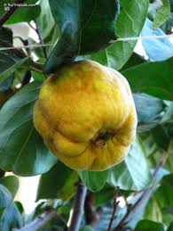 Attēlu rezultāti vaicājumam “Cydonia oblonga fruit”