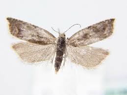 Attēlu rezultāti vaicājumam “Ancylis myrtillana”