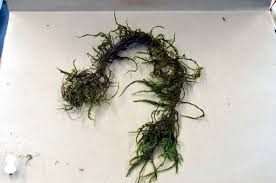 Attēlu rezultāti vaicājumam “Leptodictyum riparium”