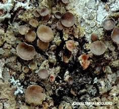 Attēlu rezultāti vaicājumam “Melanohalea exasperata”