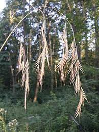 Attēlu rezultāti vaicājumam “Bromopsis benekenii”