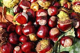 Attēlu rezultāti vaicājumam “Castanea sativa  fruit”