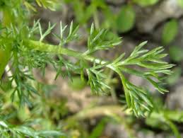Attēlu rezultāti vaicājumam “Matricaria discoidea leaf”