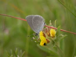 Attēlu rezultāti vaicājumam “Cupido minimus”