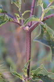 Image result for Datura stramonium