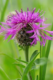 Attēlu rezultāti vaicājumam “Centaurea scabiosa”