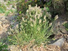 Attēlu rezultāti vaicājumam “Dactylis glomerata subsp. glomerata”