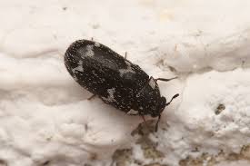 Attēlu rezultāti vaicājumam “Megatoma undata”