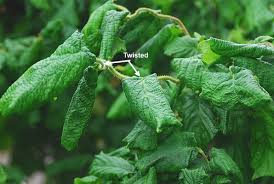 Attēlu rezultāti vaicājumam “Corylus avellana leaf”