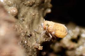 Attēlu rezultāti vaicājumam “Delphacidae”