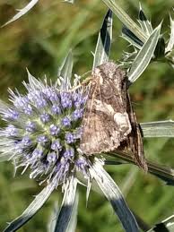 Attēlu rezultāti vaicājumam “Lacanobia contigua”