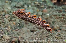 ผลการค้นหารูปภาพสำหรับ Bornella Anguilla